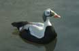 Eider
