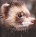 Furet