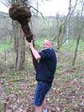 Jolie corve de bois Paul!