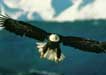 Aigle