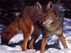 Renard